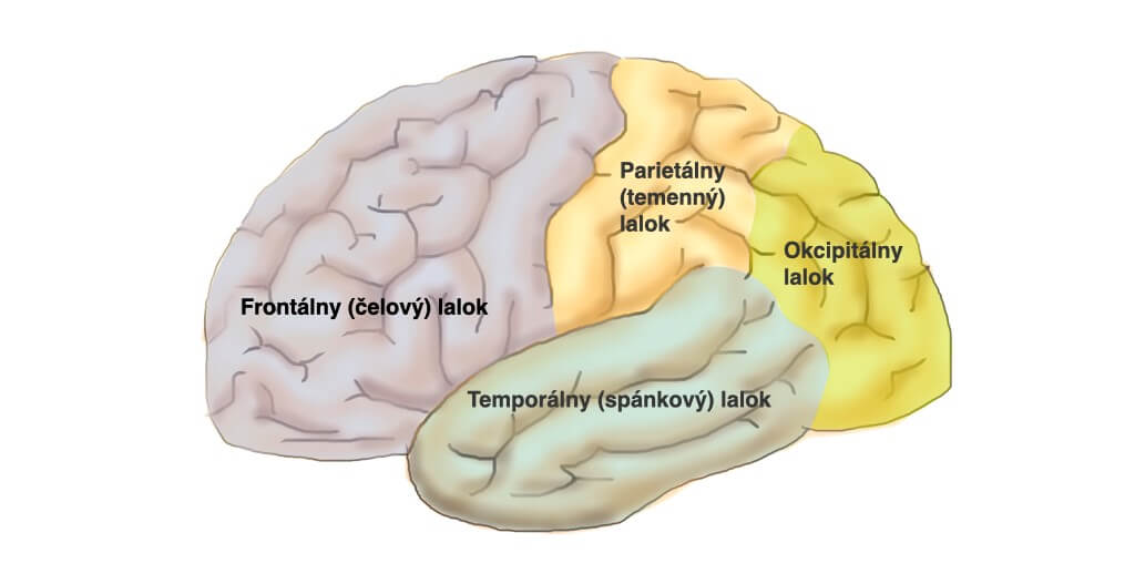 Oblasti mozgovej kôry